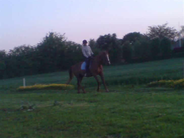 Dansk Varmblod Cherri *R.I.P* billede 18