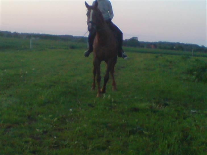 Dansk Varmblod Cherri *R.I.P* billede 19