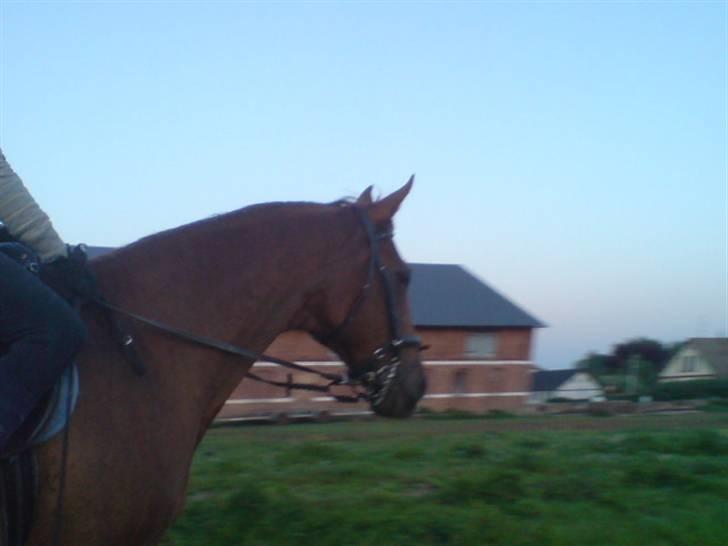 Dansk Varmblod Cherri *R.I.P* billede 20