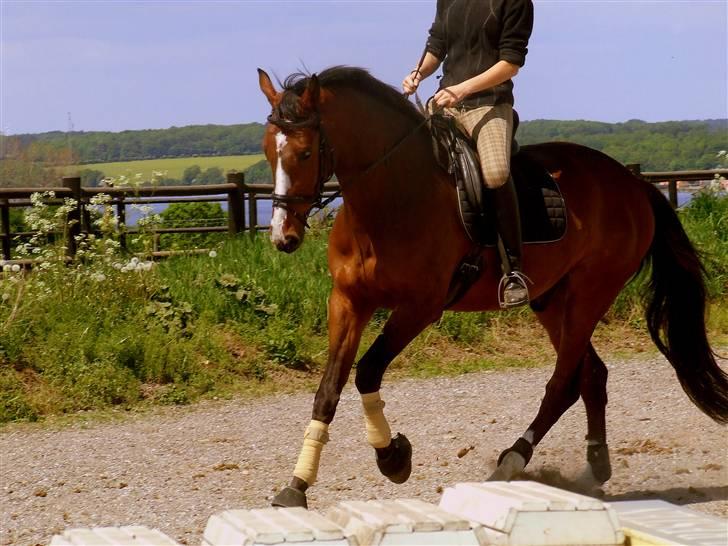 Holstener Lerado - arbejdsgalop. (tjek udsigten) billede 19