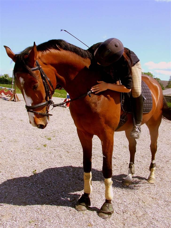 Holstener Lerado - jeg elsker dig, du er en god hest.  billede 20
