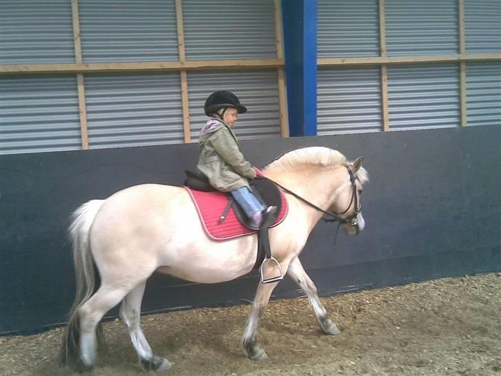 Fjordhest Nicoline - Cecilie rider alene i ridehallen for første gang og det gik bare kanon billede 11