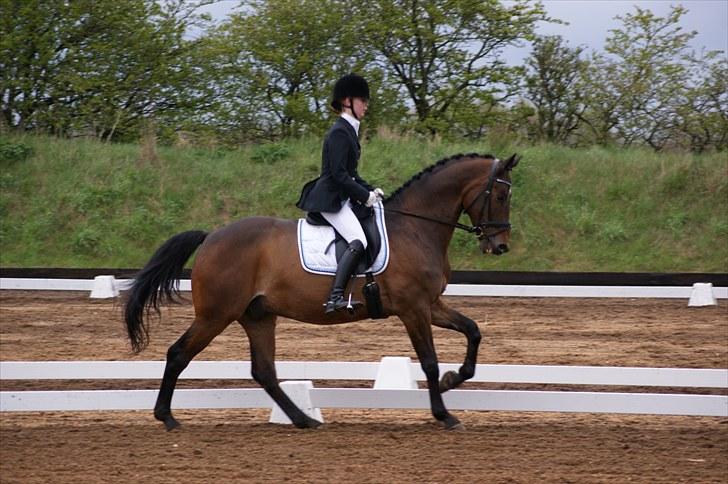 Dansk Varmblod Hilton billede 11