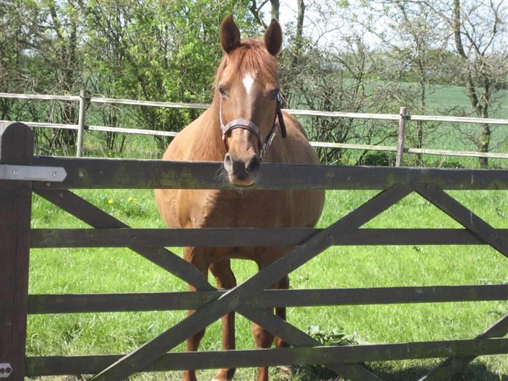 Arabisk fuldblod (OX) Apdaja Asil - Sådan ser man ud når man er 11 mdr. + 3 uger henne... billede 11
