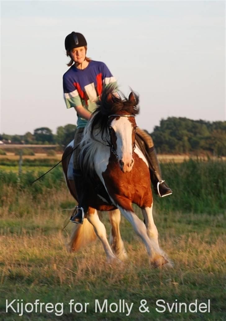 Tinker Egehøjs Maj - 13#  billede 13