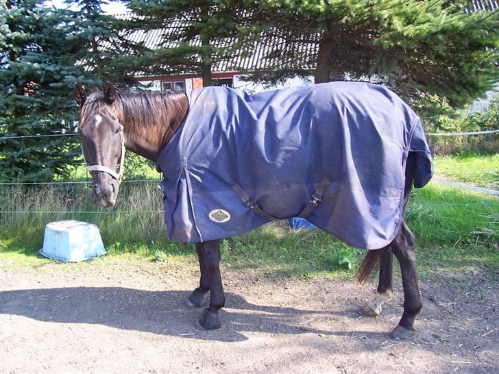 Fuldblod (XX) De Integro*solgt* billede 17