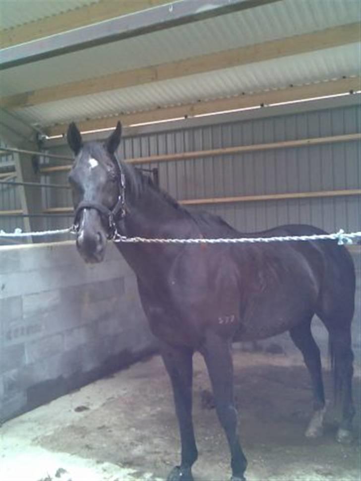 Fuldblod (XX) De Integro*solgt* - Drengen hos hans nye ejer. billede 18