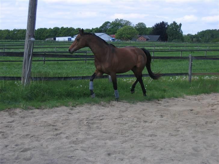 Trakehner Kastanje billede 14