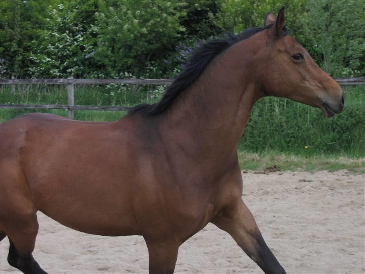 Trakehner Kastanje billede 15