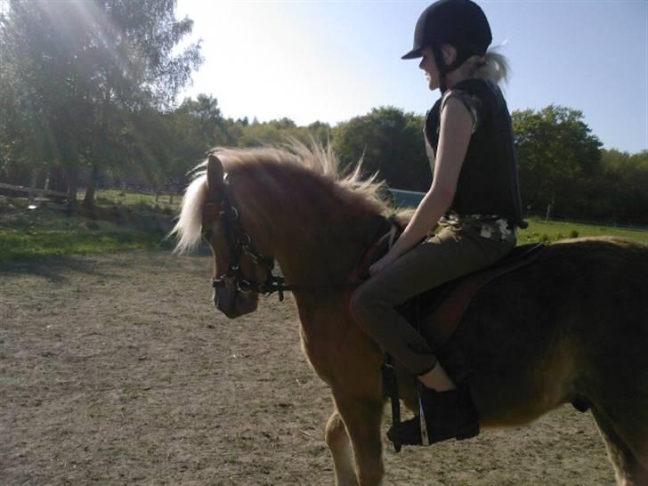 Shetlænder Frode (: *SOLGT OG SAVNES!!!!* - Katrine & Frode d: billede 12