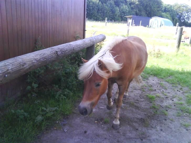 Shetlænder Frode (: *SOLGT OG SAVNES!!!!* - Ryste ryste.(-: billede 13