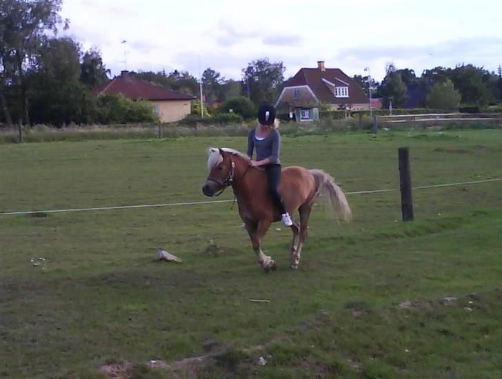 Shetlænder Frode (: *SOLGT OG SAVNES!!!!* - Signe Rydal Lebeck & Frode. billede 14