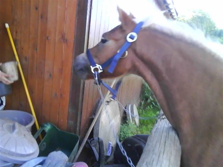 Shetlænder Frode (: *SOLGT OG SAVNES!!!!* - Striglepladsen. billede 15