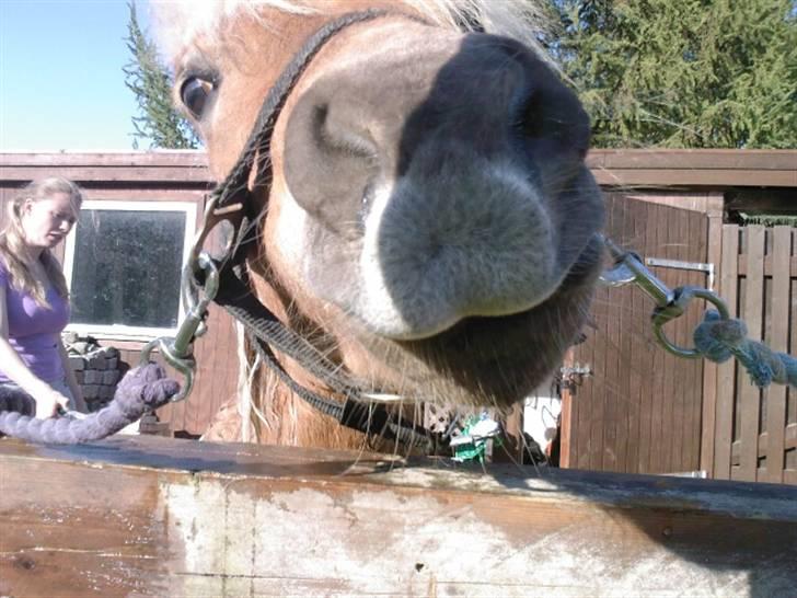 Shetlænder Frode (: *SOLGT OG SAVNES!!!!* - Miiin muleeee! xD xD <3 billede 16