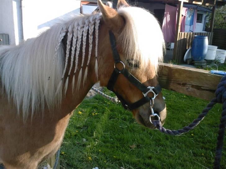 Shetlænder Frode (: *SOLGT OG SAVNES!!!!* - Lige blevet tør efter at være blevet vasket. billede 17