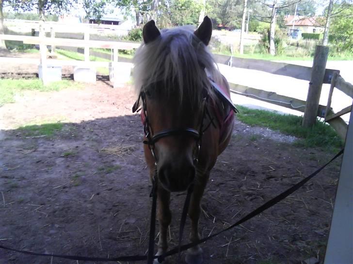 Shetlænder Frode (: *SOLGT OG SAVNES!!!!* - (-: billede 18