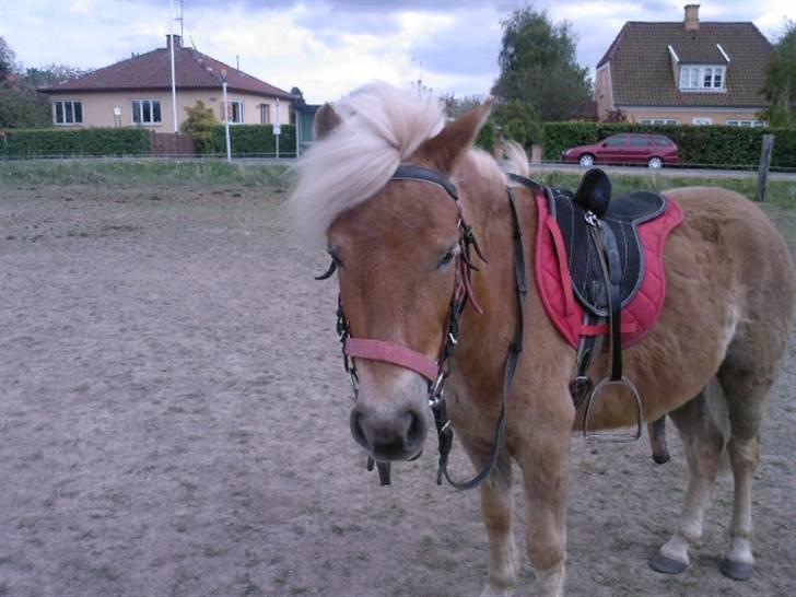 Shetlænder Frode (: *SOLGT OG SAVNES!!!!* - Den lille nuller skulle ud og lave noget!:o billede 20