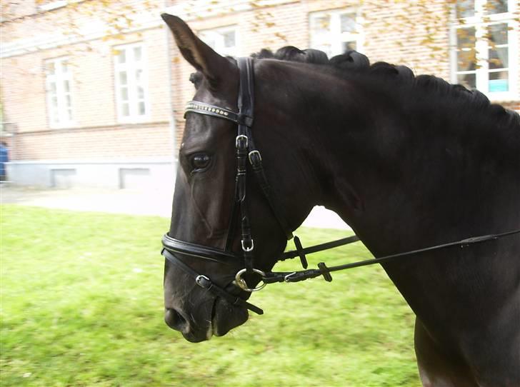 Anden særlig race Fromsmindes Effino. SOLGT - Effino ved kirken til min konfirmation<3 billede 10