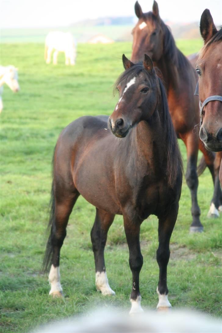 Welsh Pony af Cob-type (sec C) Smokie billede 1