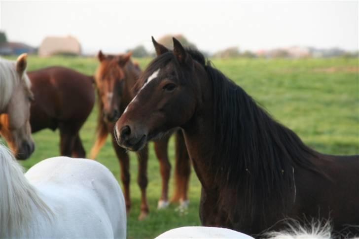 Welsh Pony af Cob-type (sec C) Smokie billede 4