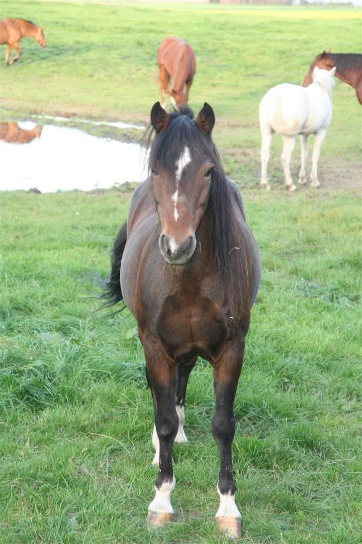 Welsh Pony af Cob-type (sec C) Smokie billede 5