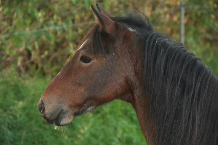 Welsh Pony af Cob-type (sec C) Smokie billede 6