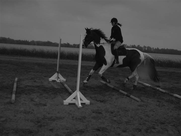 Pinto Max  SOLGT billede 1