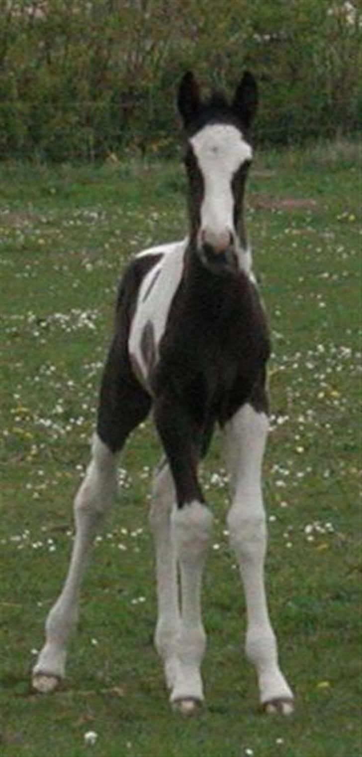 Pinto Max  SOLGT billede 2