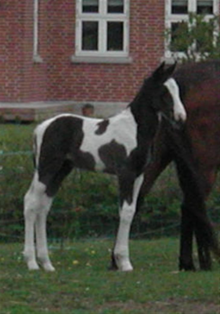 Pinto Max  SOLGT - max-Factor som føl (; billede 3