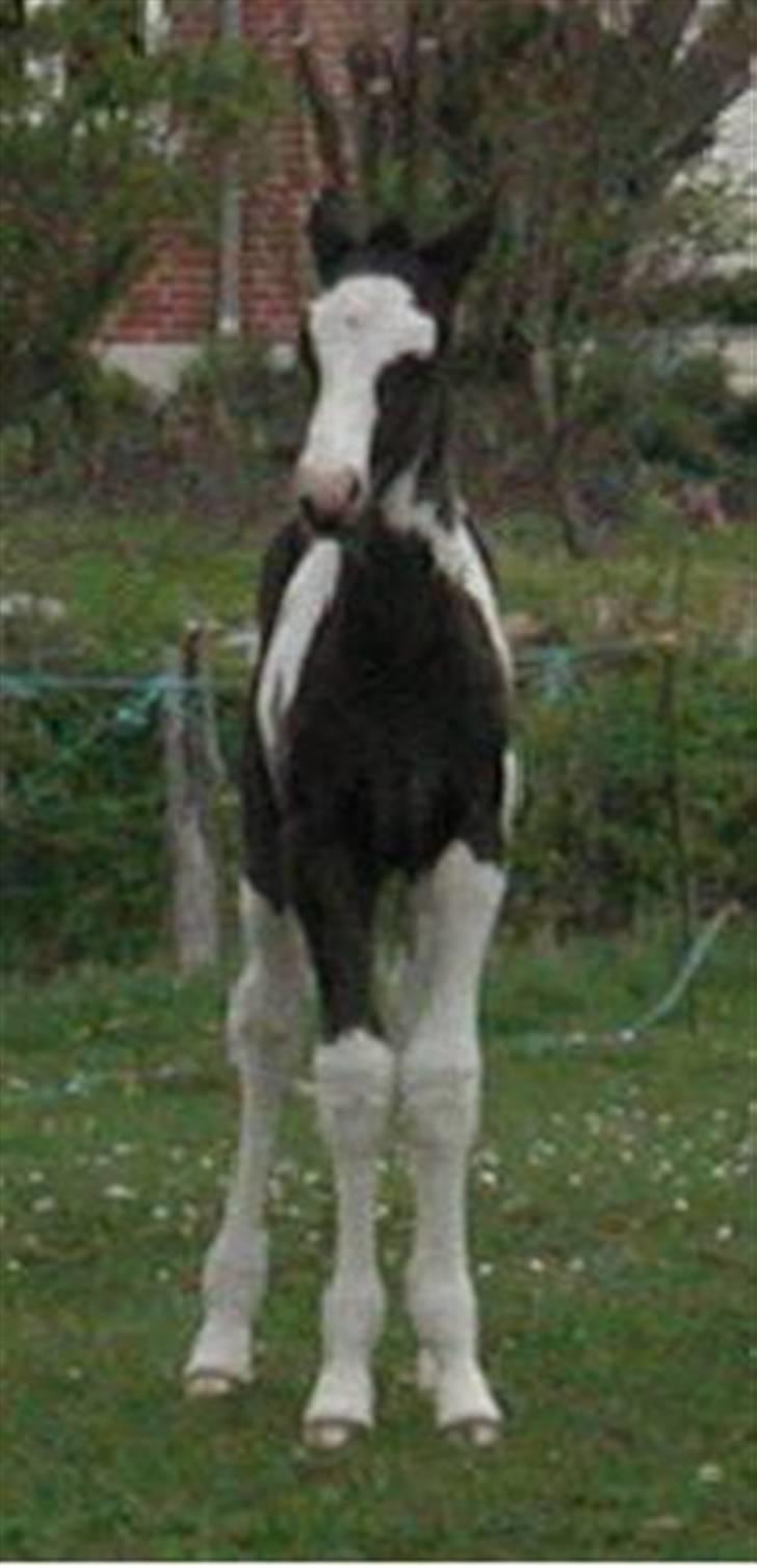 Pinto Max  SOLGT - Maxe mulen som føl billede 4