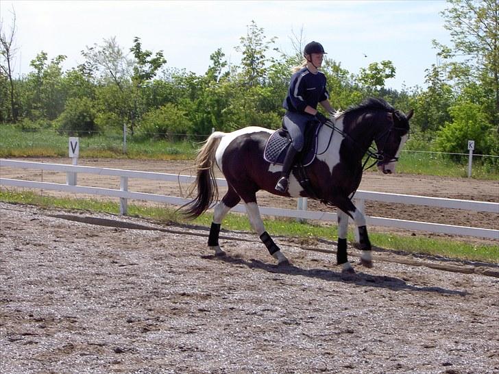 Pinto Max  SOLGT billede 6