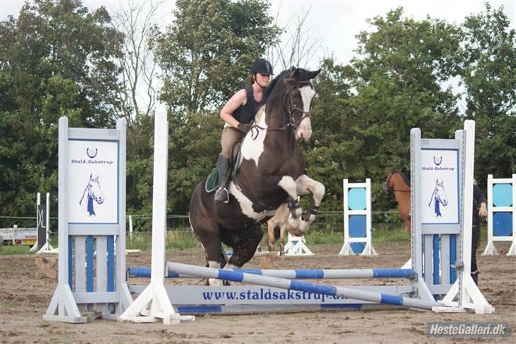 Pinto Max  SOLGT billede 7