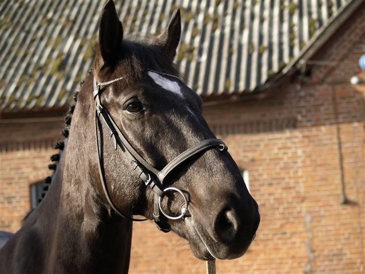 Oldenborg Thorleif Gøgholm billede 2