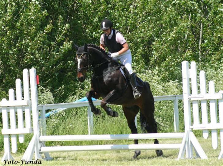 Dansk Varmblod Komet **SOLGT** - Imellem 2 klasser billede 1