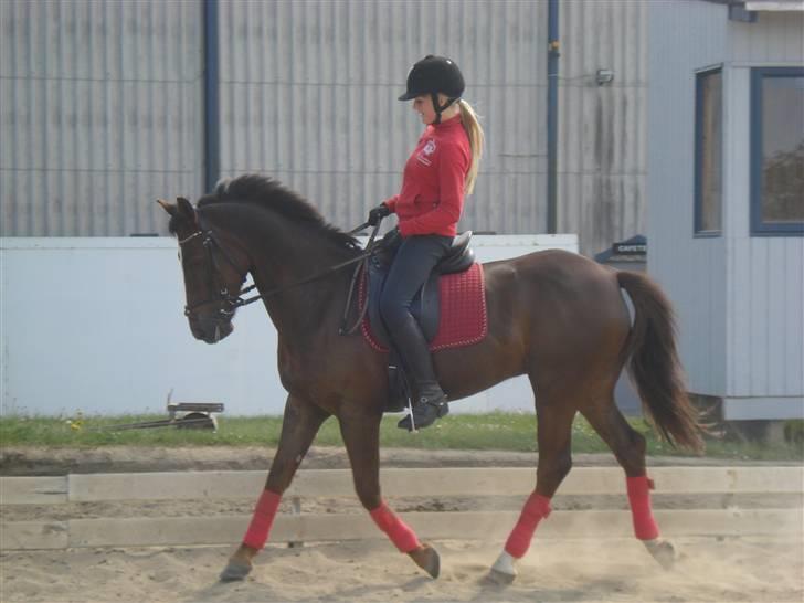 New Forest  carlo    SOLGT  - (DETTE BILLEDE MÅ IKKE KOPIRES) 08 billede 6