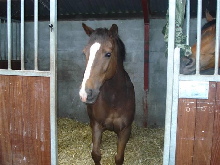 New Forest  carlo    SOLGT  - (DETTE BILLEDE MÅ IKKE KOPIRES) billede 7