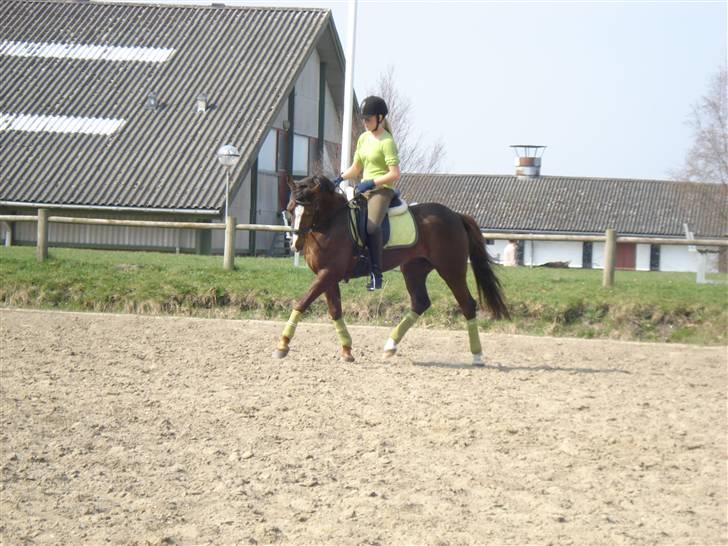 New Forest  carlo    SOLGT  - (DETTE BILLEDE MÅ IKKE KOPIRES) billede 8