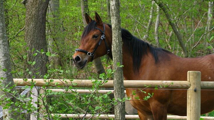 Arabisk fuldblod (OX) La Lyricah - I rountpen´en efter en god træningsdag billede 2