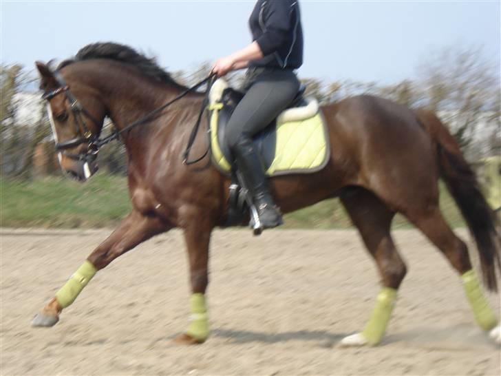 New Forest  carlo    SOLGT  - (DETTE BILLEDE MÅ IKKE KOPIRES) billede 9