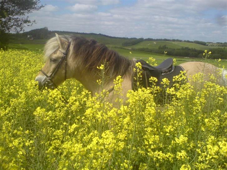 Fjordhest Fleur billede 15