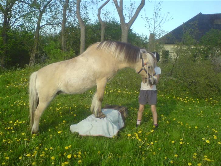 Fjordhest Fleur billede 16