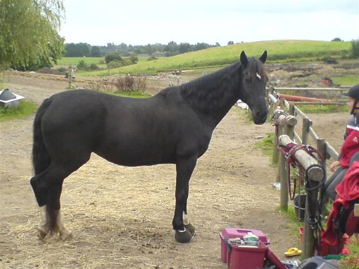 Hackney Miss Charmeur Shadow - er jeg lækker, eller er jeg lækker (: billede 1