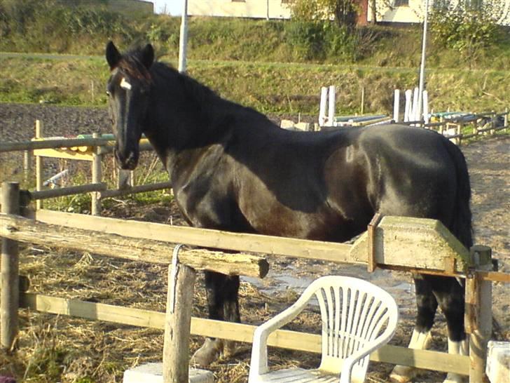 Hackney Miss Charmeur Shadow - Prøv lige at se mig billede 2