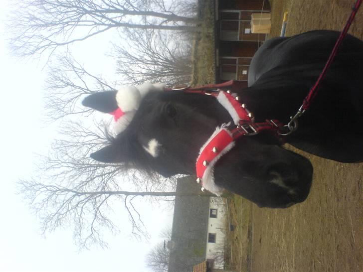 Hackney Miss Charmeur Shadow - Hurra jul! billede 3