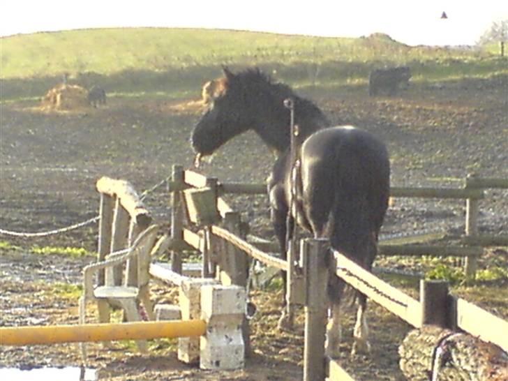 Hackney Miss Charmeur Shadow - jeg er helt alene i verden billede 4
