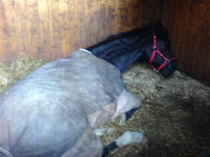 Hackney Miss Charmeur Shadow - Arhhh jeg er en træt lille hest, så napper lige en lur billede 5