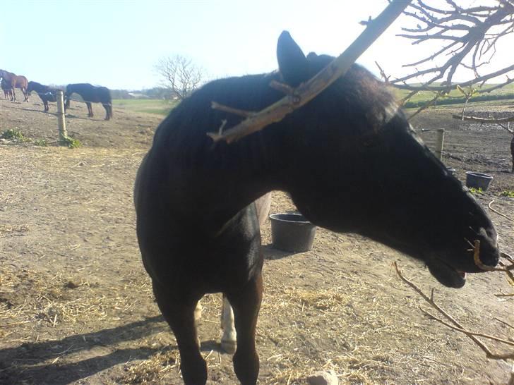 Hackney Miss Charmeur Shadow - kys kys billede 6