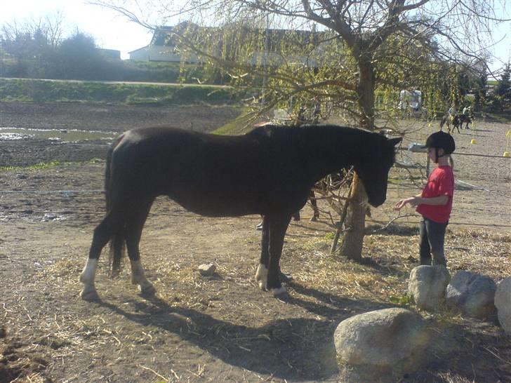 Hackney Miss Charmeur Shadow - Hej Hej Sisse billede 7