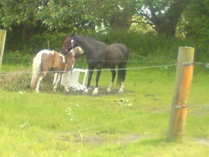 Hackney Miss Charmeur Shadow - Chester og Shadow kysser billede 8