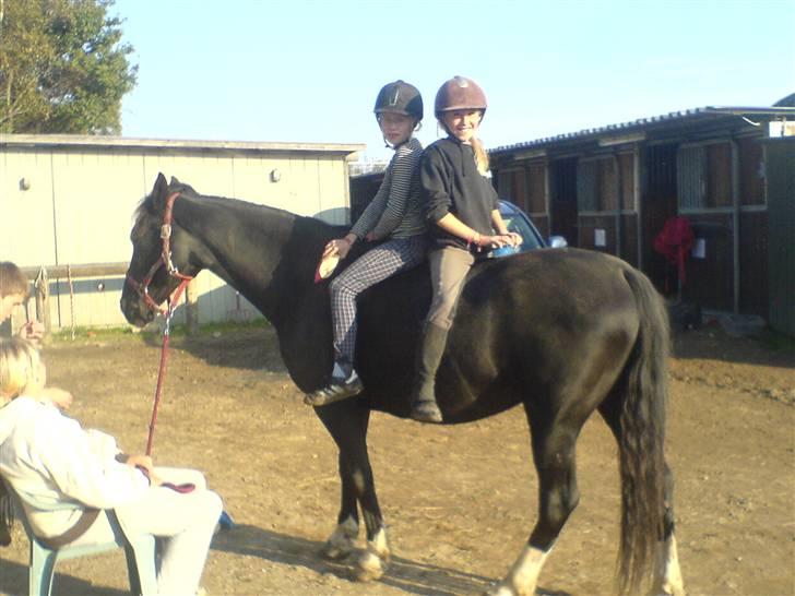 Hackney Miss Charmeur Shadow - Sisse og Freja hygger med Shadow billede 9